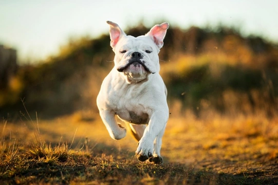 Longest living 2024 english bulldog