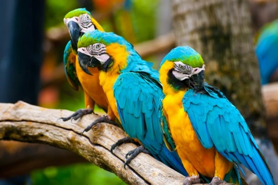 Most Interesting Facts About Parrots