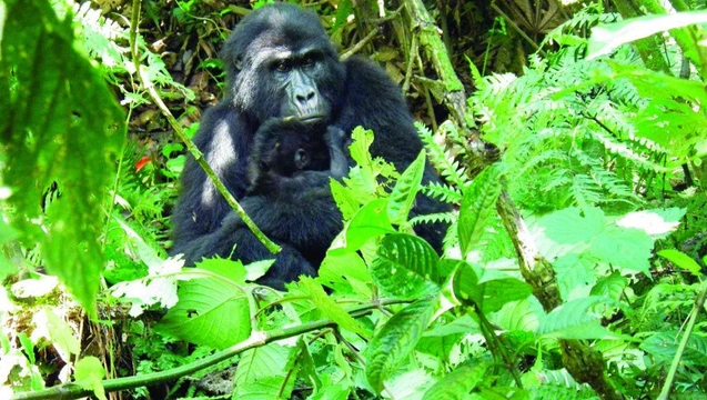 Ugandský deník Cesta za horskými gorilami