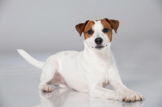 Parson Russell terrier health testing and hereditary health issues