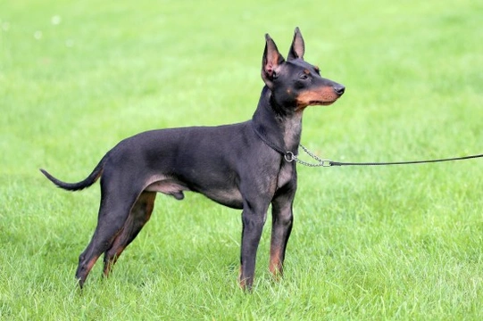 British shop toy terrier