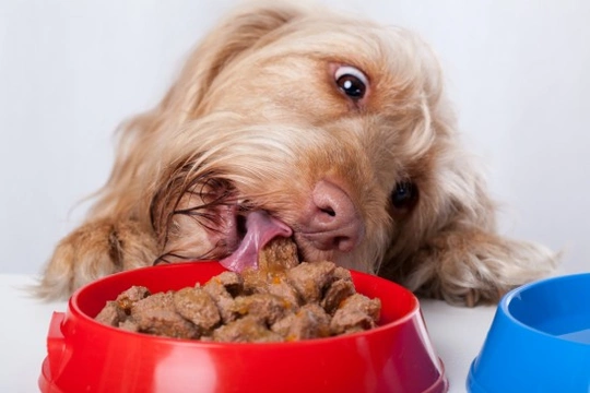 How to minimise the chances of your dog developing bloat