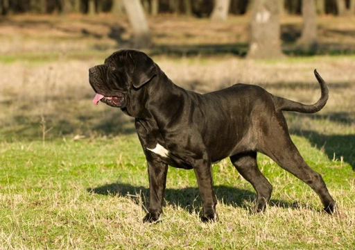 Top Grooming Tips for the Neapolitan Mastiff
