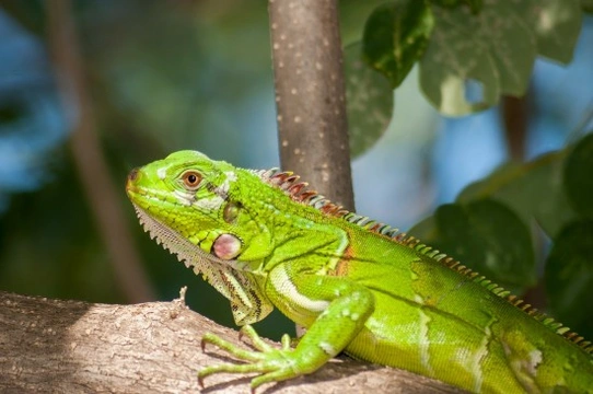 Iguana como mascota: consejos básicos para su cuidado