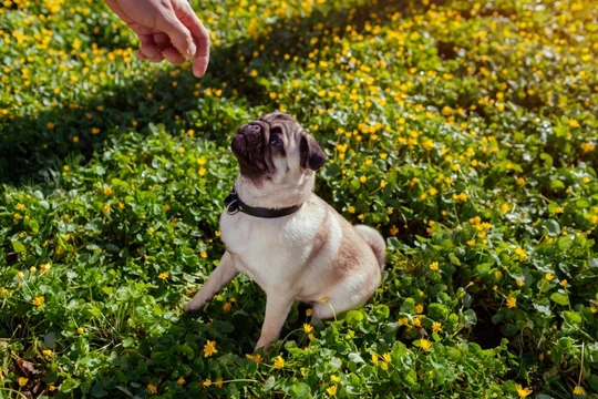 Curbing begging and scavenging behaviour in your pug puppy