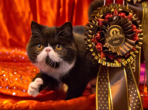 The 2016 Supreme Cat Show