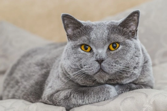 Ten really interesting facts about cats