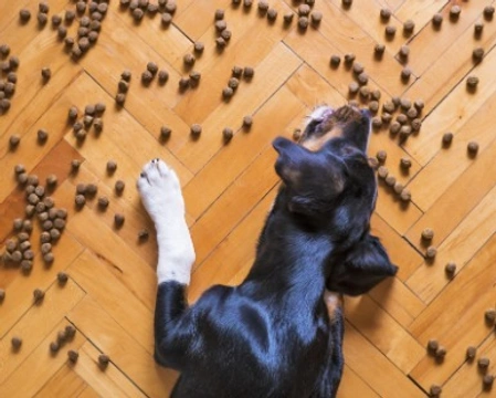 Migliori crocchette per cani - Come sceglierle
