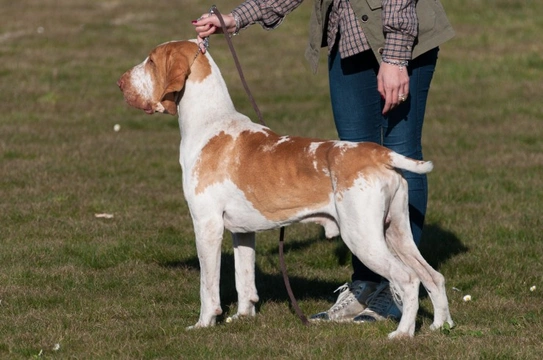 Some frequently asked questions about the Bracco Italiano dog breed