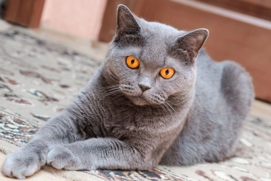 Blood Clots in Cats