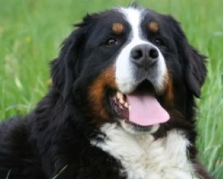 Bovaro del Bernese: un cane affettuoso e molto intelligente