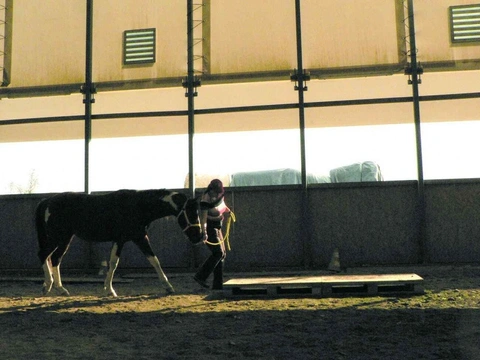 Život s koňmi – 2 Kam vkročí kůň