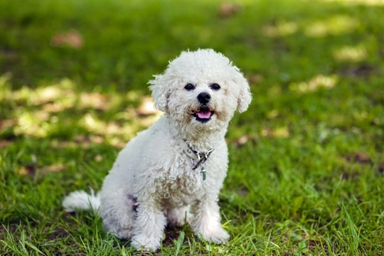 The Bichon Frise and Allergies