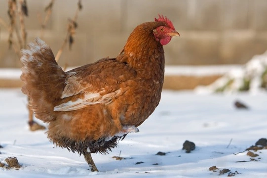 How to Treat Canker in Poultry