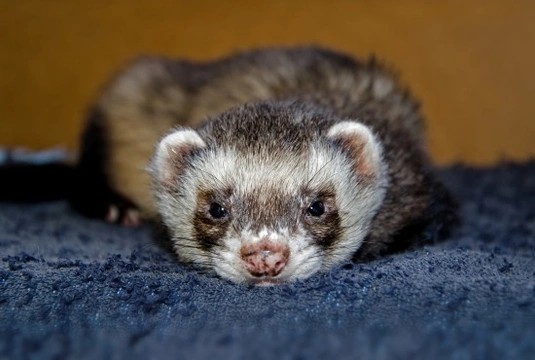 Signs Your Ferret May be in Pain or Experiencing Discomfort