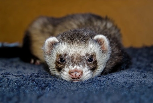 Ferret scratching a store lot