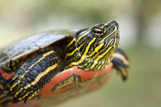 Caring for a painted turtle