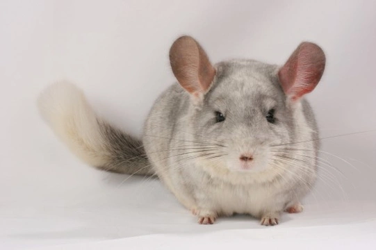 10 Essential Tips for Chinchilla Owners