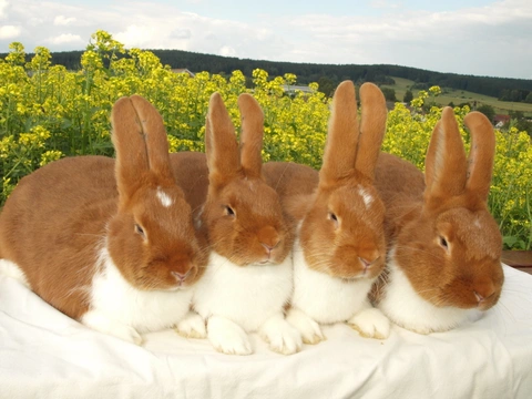 Připouštění králíků 2 – Vybrané vnitřní vlivy ovlivňující reprodukci 