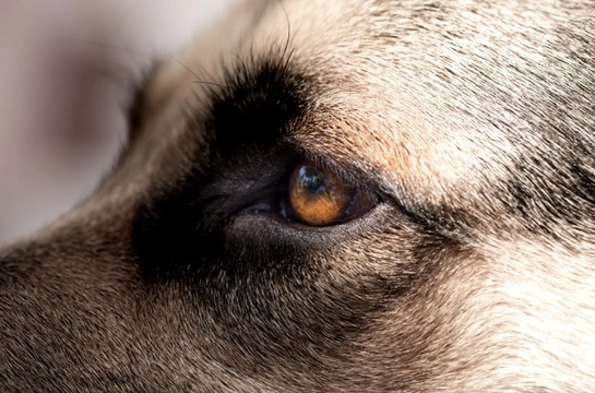 Why do dogs have a third eyelid?