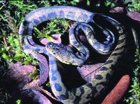 Hadi (Serpentes) – databáze literárních odkazů: 7.díl