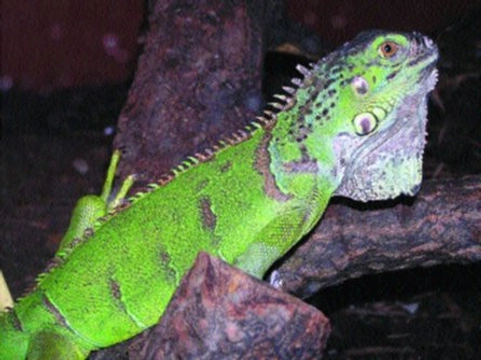 Leguán zelený (Iguana iguana) můj první plaz