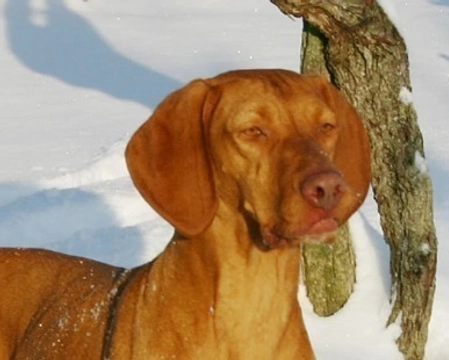 Il carattere del Bracco Ungherese, detto anche Vizla