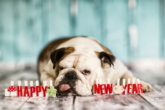 Hidden challenges and risks for your dog on New Year’s Eve