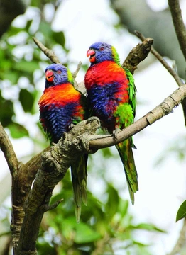 Ptáci Austrálie I
