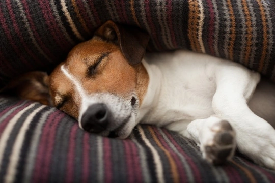 How to help a restless dog to sleep at night
