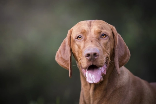 Vizsla intelligence 2024