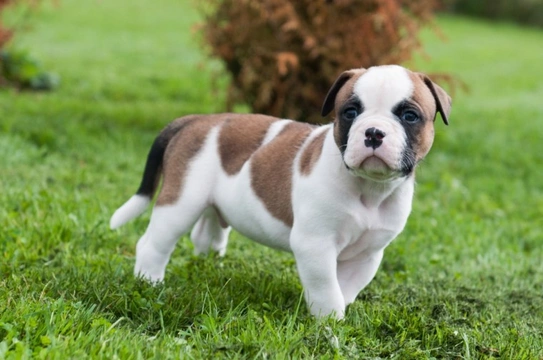 Ten things you need to know about the American bulldog before you buy one