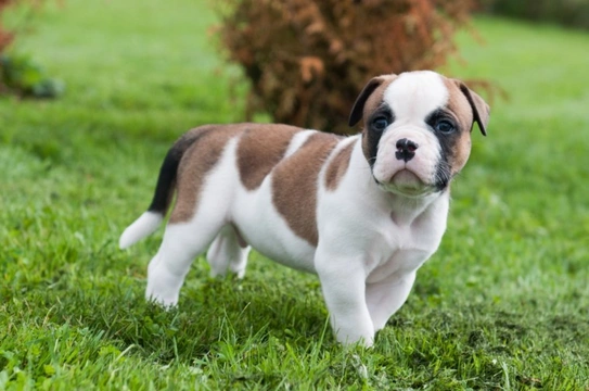 American bulldog best sale mix puppies