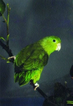 Papoušíček šedokřídlý - Forpus coelestis