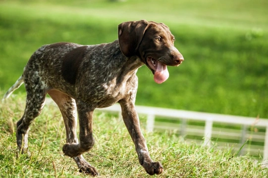 Russian pointer hot sale dog