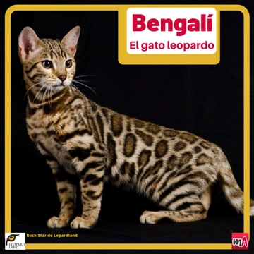 Bengalí, el gato leopardo