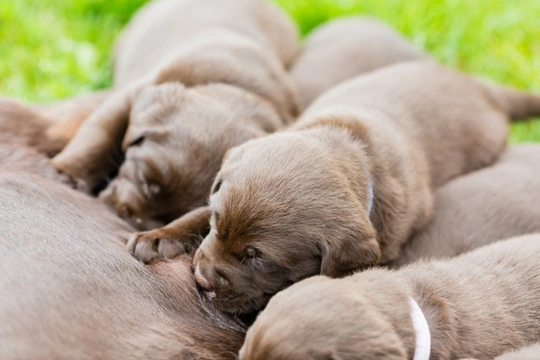 Did you know that puppies are born deaf?