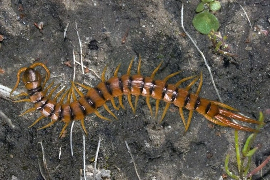 Does a centipede make a good pet?