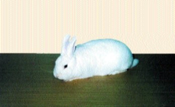 Výhledy klubu chovatelů králíků Mbh-Ččp
