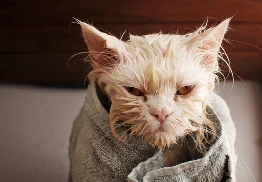 Bathing a cat with as little trauma as possible