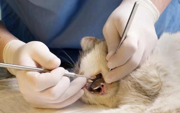 What happens during a veterinary dental procedure?