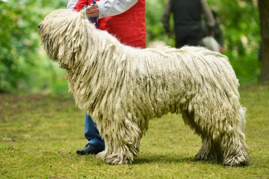 The Komondor and Known Health Issues
