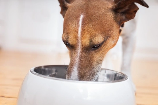 10 FAQs About Commercial Complete Dry Dog Food Preservatives