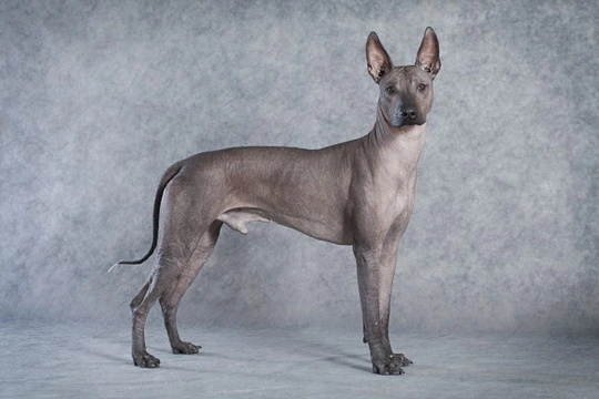 7 Amazing Looking Breeds of Dog