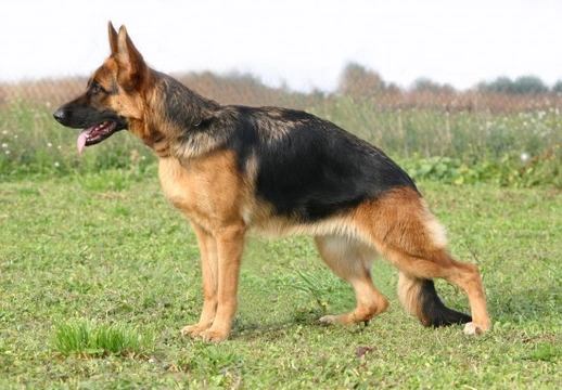 Health Issues Commonly Seen in German Shepherds