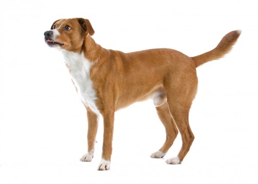An introduction to the pinscher dog breeds