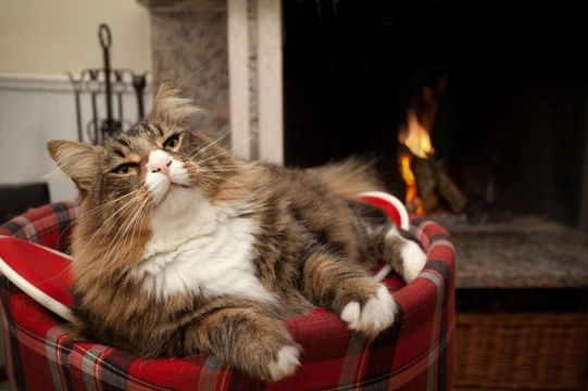 How to Help Outdoor Cats Stay Warm and Safe This Winter