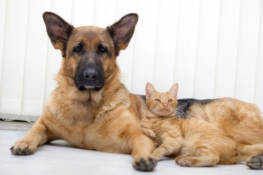 Can Cats and Dogs Bond Together