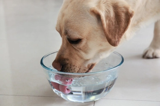 Five important things to know about dehydration in dogs in summer