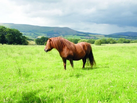 Shetland pony ze Severního Skotska v České republice